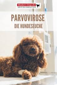 die canine parvovirose ist eine hochansteckende infektionskrankheit hunde tiermedizin welpen