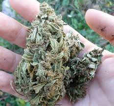 Nebenwirkungen unserer cbd blüten ausschließen. Cbd Bluten Kaufen Nur 3 Shops Empfehlenswert Warentest