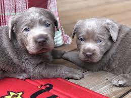 He is out of a great line of hunters. Silver Lab Puppies For Sale By Breeders At Silver And Charcoal Kennels