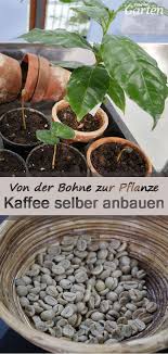 Kaffee Auf Der Fensterbank Kaffeepflanze Pflanzen Mdr Garten