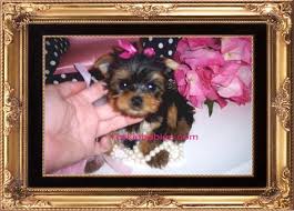 Forever love puppies pet stores in miami, aventura & pembroke pines, florida is your #1 location to adopt puppies for sale. Teacup Yorkie Teacup Yorkies Yorkies For Sale Micro Teacup Puppies Yorkiebabies Com 954 324 0149