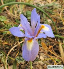 Image result for Moraea niassensis