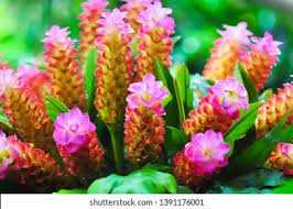 Check spelling or type a new query. Curcuma Petiolata Known Jewel Thailand Siam Stock Photo Edit Now 1391176001