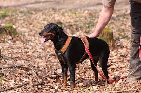 From wikimedia commons, the free media repository. Die Brandlbracke Unser Rassenportrat Modern Dogs De