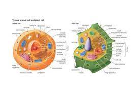 Extensive donor selection · single donor & pooled · customer focused Animal Cells Plant Cells Eukaryotes Biology Prints By Encyclopaedia Britannica Animal Cell Plant Cell Diagram Plant Animal Cells