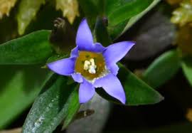 Image result for Gentianaceae