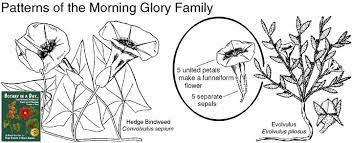 Convolvulaceae Morning Glory Family Identify Plants Flowers Vines Shrubs