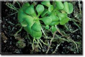 Image result for Genlisea