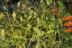 Image result for Coleus hereroensis