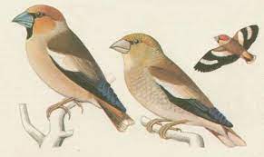 Ptáci - Ptáci - Pěvci - Dlask tlustozobý (Coccothraustes coccothraustes /L./)