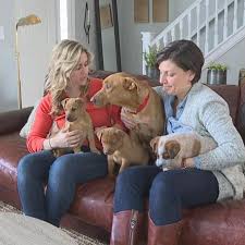 A vizsla adores a great adventure and calls for walking on a daily basis. Three Puppies Mother Dog On Side Of Road Wset