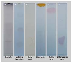 Image result for Athrixia phylicoides