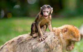 Entdecken sie interessante ausflugsziele in nrw!auf dieser seite finden sie alphabetisch sortierte tipps aus unterschiedlichen bereichen wie kunst & kultur, märkte & shopping, sport & action oder wellness. Affen Und Vogelpark