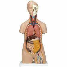 One way is to group them by their location on the anterior, lateral, and posterior regions of the body, but they can also be classified by anatomical. Anatomy Model Unisex Torso In 12 Parts