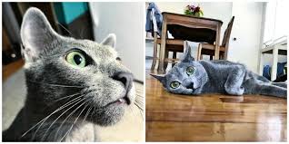 It makes the russian blue pedigree an excellent choice for anyone searching for a. The Russian Blue Radiant And Regal The Purrington Post