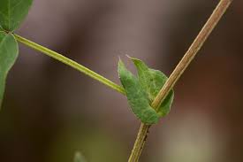 Image result for Indigofera dimidiata