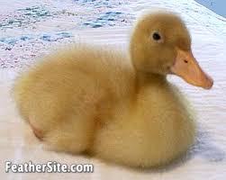 Free for commercial use no attribution required high quality images. Pekin Ducks