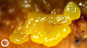 Homemade pink, yellow trendy slime with balls for entertainment and hobbies in round boxes.diy slime.copy space. This Pulsating Slime Mold Comes In Peace Ft It S Okay To Be Smart Deep Look Youtube