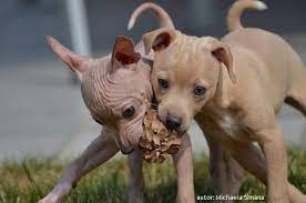 A subsequent litter from the same parents Genomia Testing Of Dogs Hairlessness In American Hairless Terriers