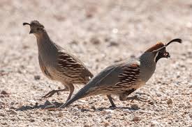 Image result for quail