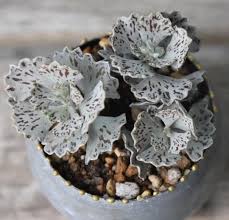 Kalanchoe Rhombopilosa Plants Planting Succulents Unusual Plants