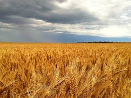 Wheat Was First Grown In Sydney By A Convict And The Ancient Grain Of Mesopotamia Was Soon Grown On Vast Tracts Of Land In Farmland Outdoor Southern Islands