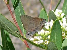 Image result for Satyrium