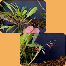 Image result for Microcoelia megalorrhiza