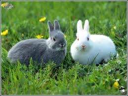 Tot mai mulți fermieri sunt tentați să încerce, dar faptul că sunt animale destul de sensibile, opresc pe tot mai mulți din această dorință. Iepurasi Home Facebook