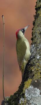 Check spelling or type a new query. Green Woodpecker Drumming Wildechoes