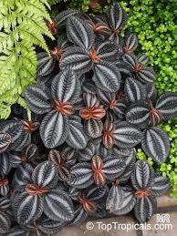 Image result for Pilea angolensis
