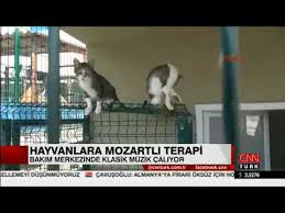 Cnn Tuk Haber Beylikduzu Hayvan Bakim Evi Nde Klasik Muzikle Terapi 17 08 2017 Youtube