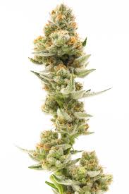 Maybe you would like to learn more about one of these? Genetics 710 Labs