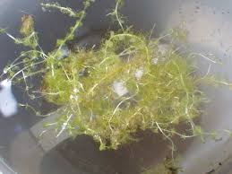 Image result for Utricularia reflexa