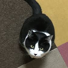 Black And White Orange Cat Pin On Cats