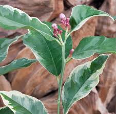 Zitronenbaum Urlaubsstimmung Fur Zuhause In 2020 Zitronen Baum Zitronenbaum Pflanzen