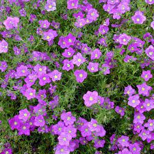 Nicotaina Flower Garden Seeds Starmaker Series Purple 1000 Seeds Annual Flower Gardening Seeds Nicotaina Alata Flower Garden Flower Seeds Ground Cover