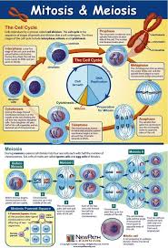 Mitosis And Meiosis More Biology Biology Lessons Mitosis