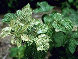 This berry has long been used to treat colds caused by various viruses and infections. Raspberry Bush Leaves Have Holes Raspberry