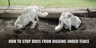 Maybe you would like to learn more about one of these? How To Stop Dogs From Digging Under Fence Breeding Business