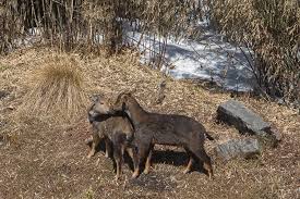 A large collection of funny pictures and photos of animals. Himalayan Goral Wikipedia
