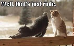 Michael Fox On Twitter Funny Cat Photos Funny Cat Pictures Funny Cats