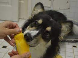 Fresh mango will always be better for your dog. Can Dogs Eat Mango