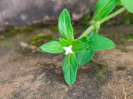 Image result for Spermacoce congensis