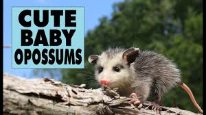 What to do if you find orphaned opossums. Cute Baby Opossums Youtube