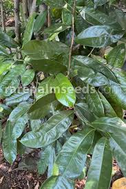 Image result for Artabotrys