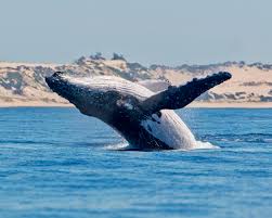 Image result for Inhambanella