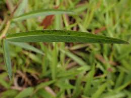 Image result for Ludwigia erecta