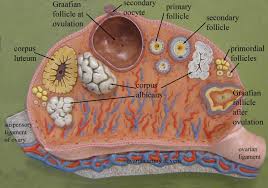 In the male reproductive system, there are: Ovary Model Anatomy Models Labeled Anatomy Models Reproductive System