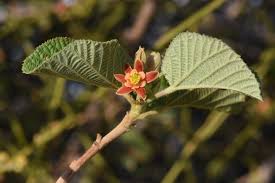 Image result for Landolphia villosa